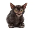 Lykoi