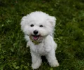Bichon à poil frisé