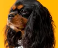 King Charles spaniel