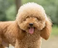 Caniche