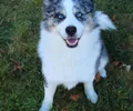 Pomsky