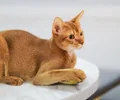Abissínio
