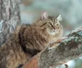 Siberiano