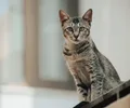 Mau Egípcio