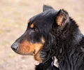 Beauceron