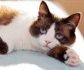 Snowshoe