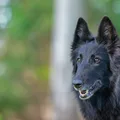Belgischer Schäferhund Groenendael