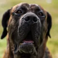 Dogo Canario