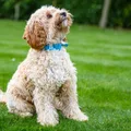 Cockapoo