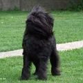Affenpinscher