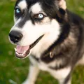 Alaskan Klee Kai