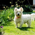 West Highland White Terrier