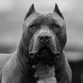 American bully