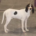Ariégeois