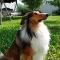 Shetland Sheepdog