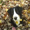 Bernese Mountain Dog