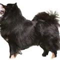 Finse Lappenhond