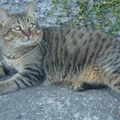 Pixiebob