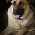 German Shepherd Dog