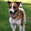Jack Russell Terrier