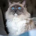 Ragdoll