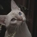 Burmese
