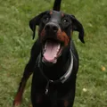 Dobermann