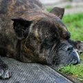Cane Corso