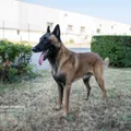 Belgian Malinois