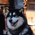 Alaskan Malamute