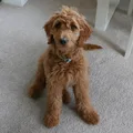 Goldendoodle