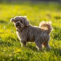 Cavapoo