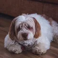 Bichon Havanais