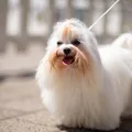 Maltese