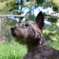 Cairn Terrier