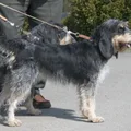 Griffon bleu de Gascogne