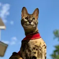 Savannah