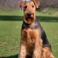 Airedale Terrier