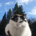 Japanese Bobtail