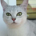 Burmilla