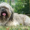 Lhasa Apso