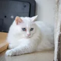 Angora Turco