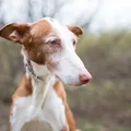 Podenco Ibicenco