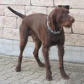Pudelpointer
