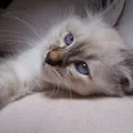 Birman