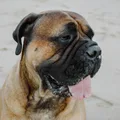 Bullmastiff
