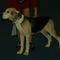Chien courant norvégien