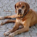 Braco Português