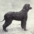Chien d'eau irlandais