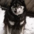 Chien d'élan norvégien noir